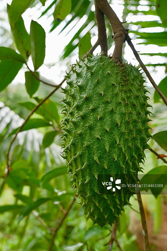 树上的有机刺果番荔枝图片素材