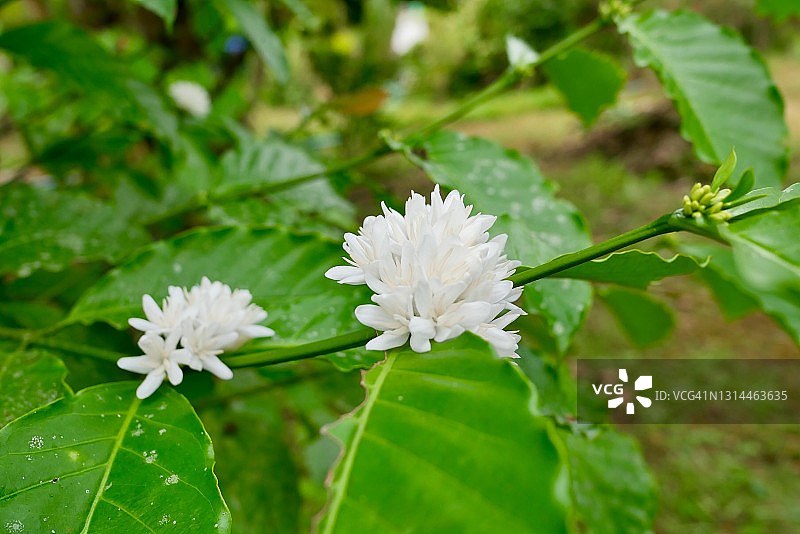 阿拉比卡咖啡树上盛开的白色花朵图片素材