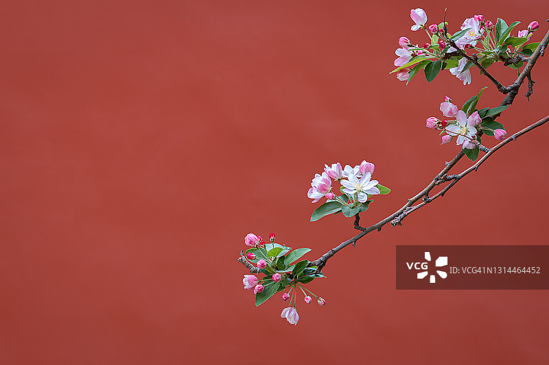 北京故宫的春花、灰色墙壁和绿色瓦片屋顶图片素材