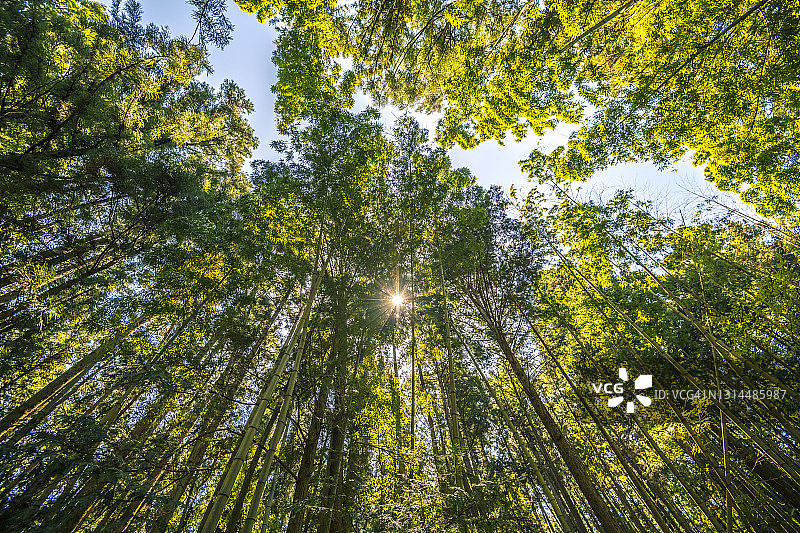 雪松和竹子混生的森林，日本三重县图片素材