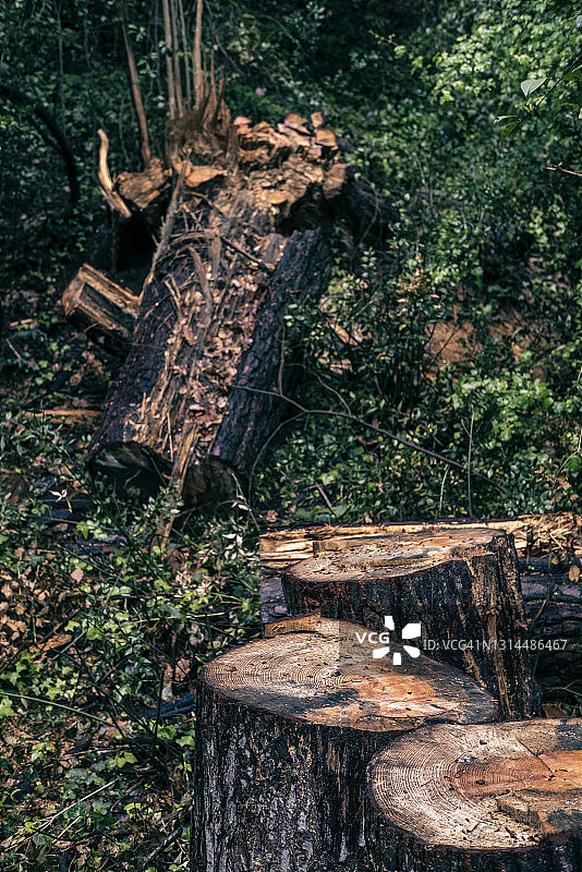 森林 破坏图片素材