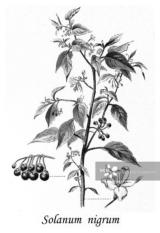 龙葵古老雕刻插图图片素材
