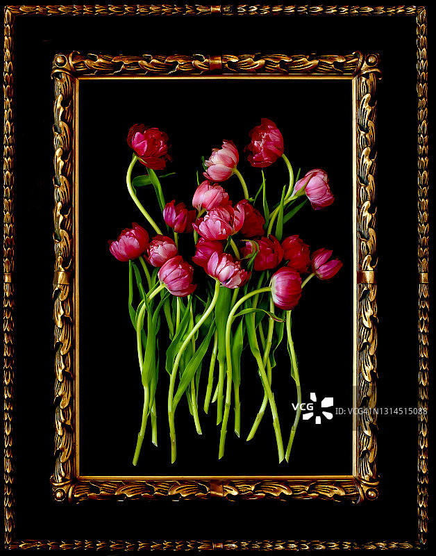 粉色盛开郁金香的绘画图片素材