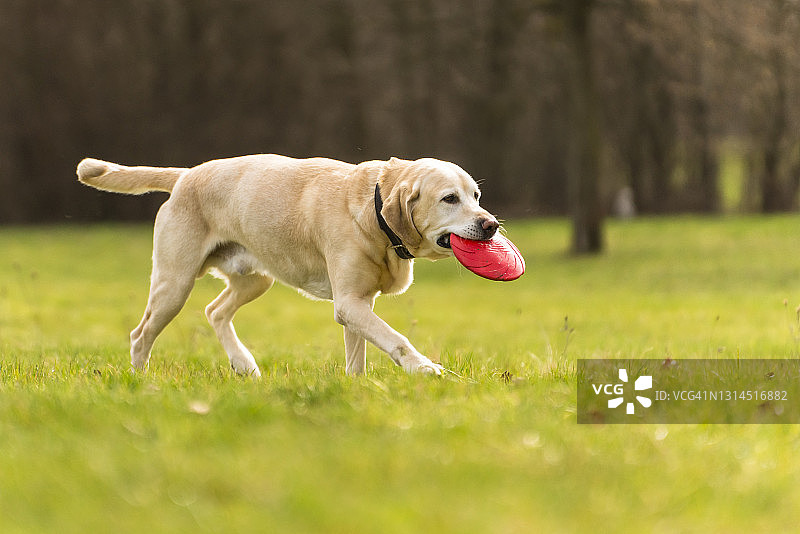 拉布拉多犬叼着塑料圆盘图片素材