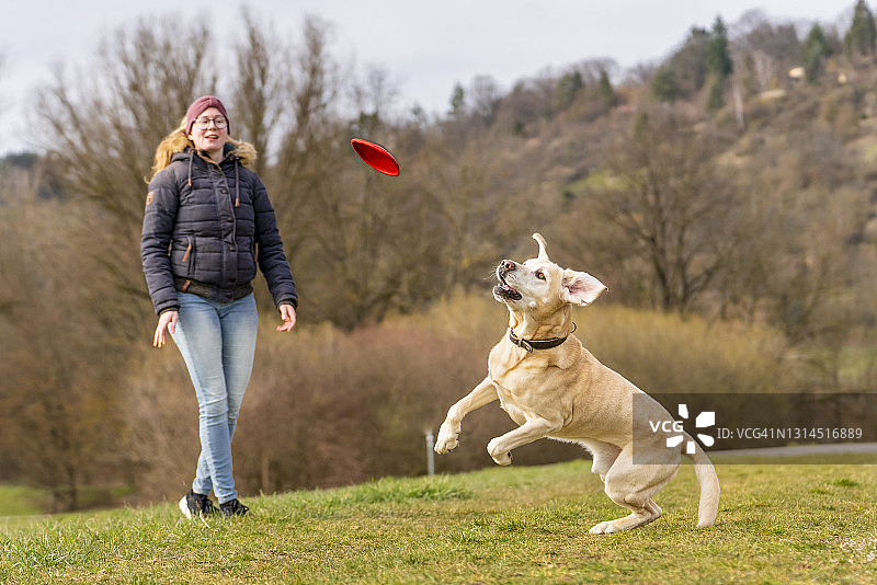 年轻女人和拉布拉多犬跳跃接塑料飞盘图片素材
