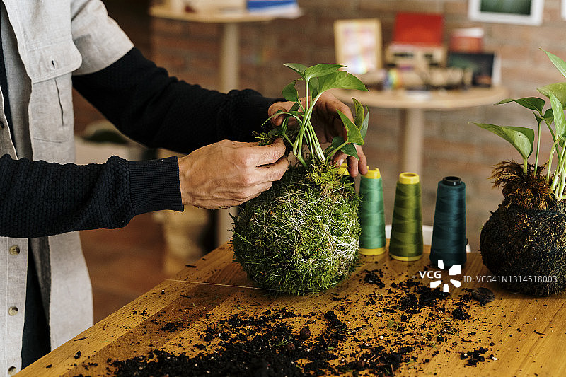 男人在家中桌子上制作苔玉盆栽图片素材