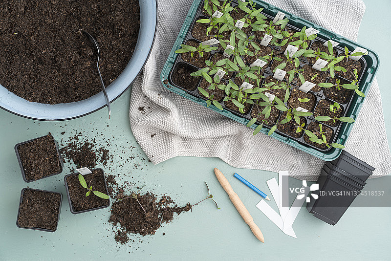 绿松石背景上的蔬菜植物和泥碗与工具图片素材