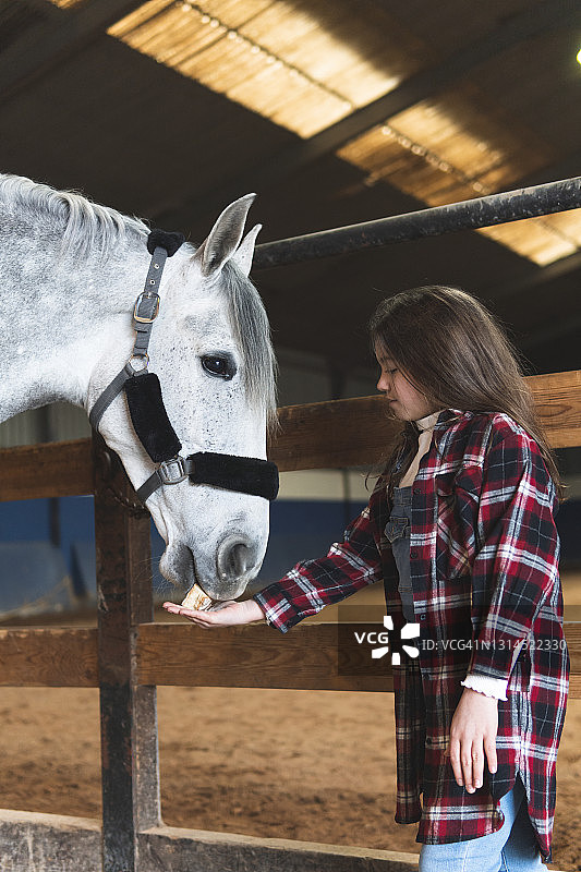 女孩站在围栏旁，在马厩里给马喂饲料图片素材