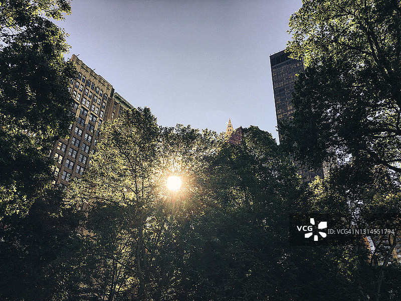 黎明时分，阳光穿过城市公园的树木图片素材