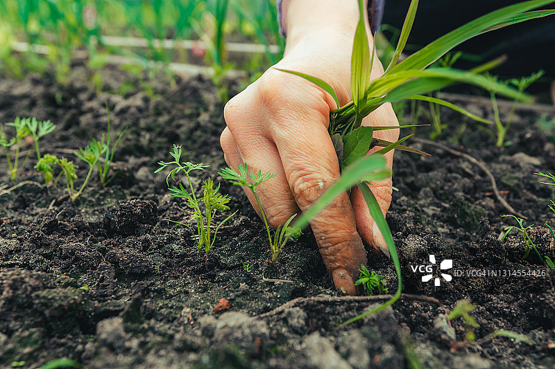 菜园除草，呵护胡萝卜苗图片素材
