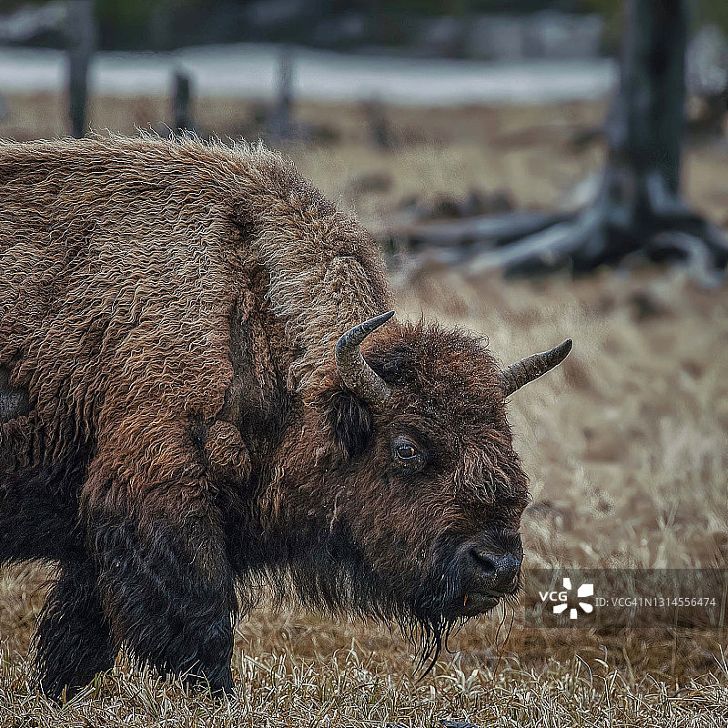 黄石国家公园的野牛，2021年图片素材