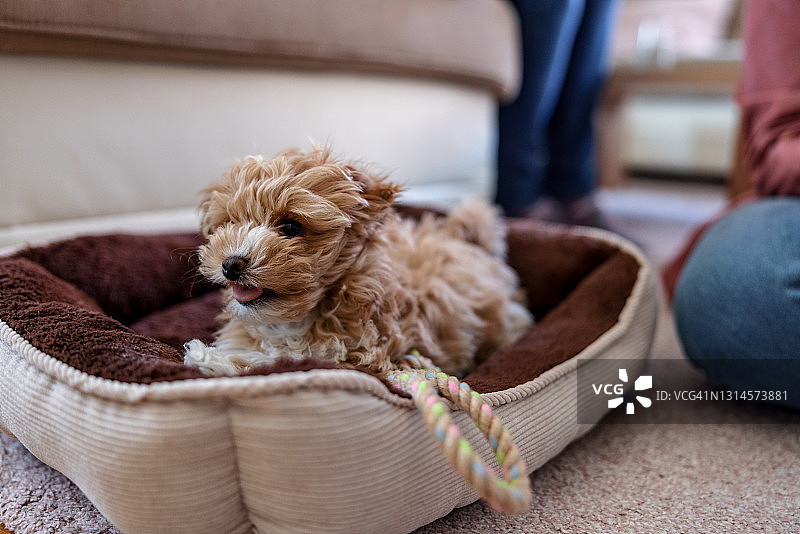 宠物床上的小狗特写图片素材
