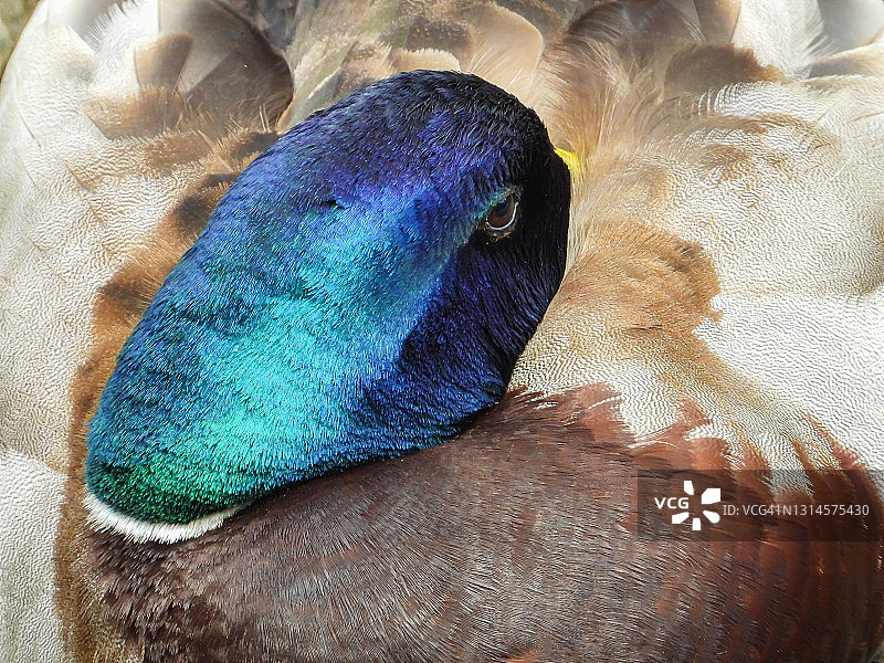 绿头鸭图片素材