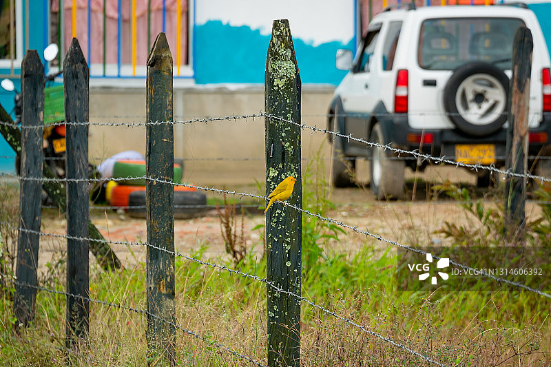 藏红花雀站在金属网上图片素材