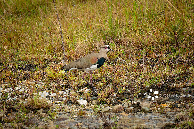 哥伦比亚瓜塔佩河边草地上的南美凤头麦鸡图片素材