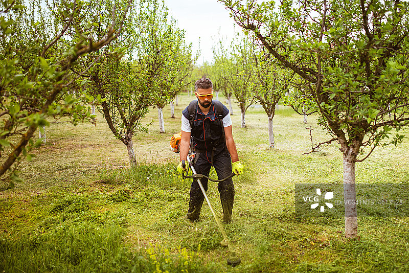 男子用汽油修剪机修剪浓密的草图片素材