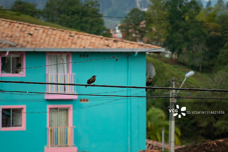 加勒比拟八哥站在电缆上图片素材