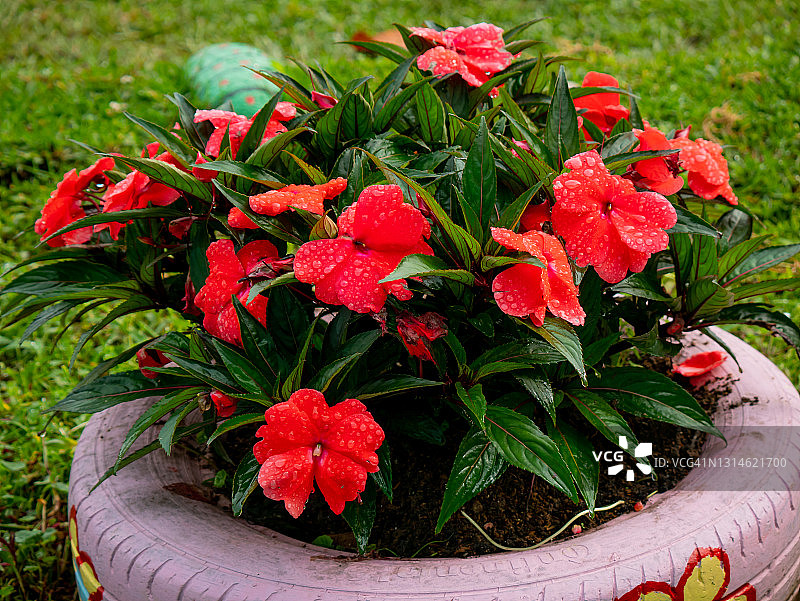 花园轮胎中种植的红色新几内亚凤仙花图片素材