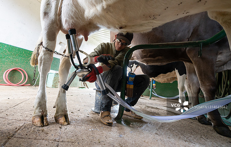 农民在奶牛场挤牛奶图片素材