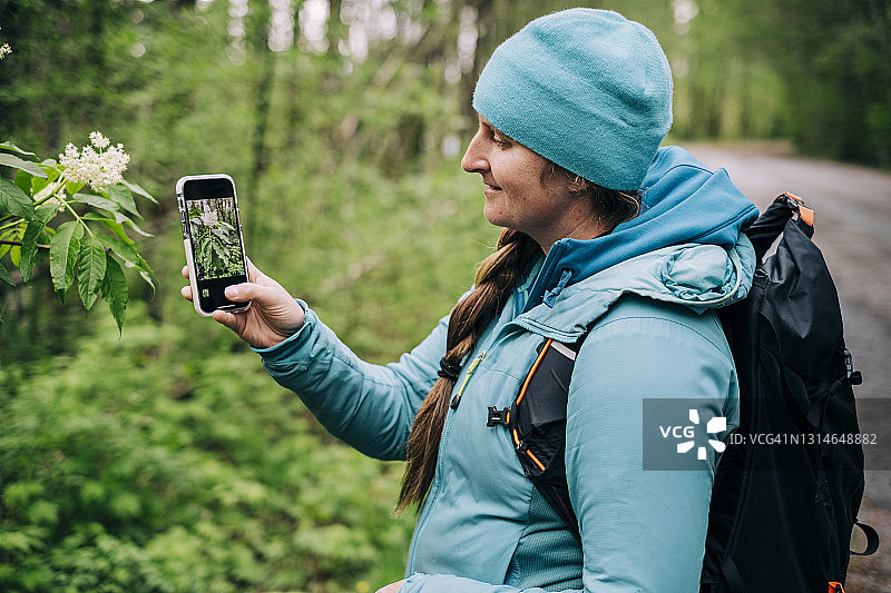 女采摘者用手机拍摄接骨木花图片素材