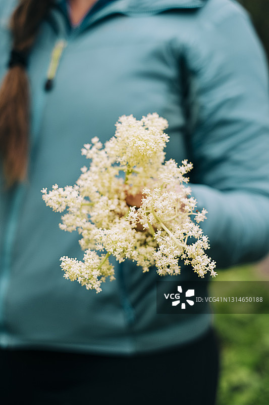 手持采摘的接骨木花束的人的特写镜头图片素材