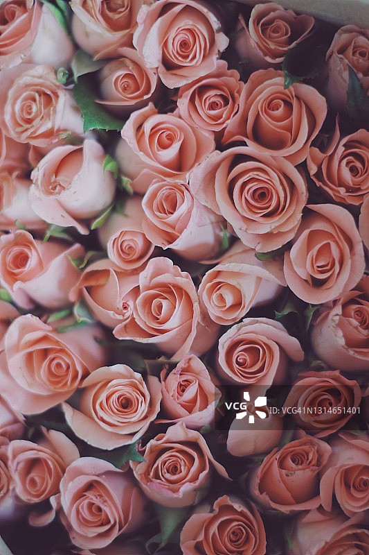 特写玫瑰花束图片素材