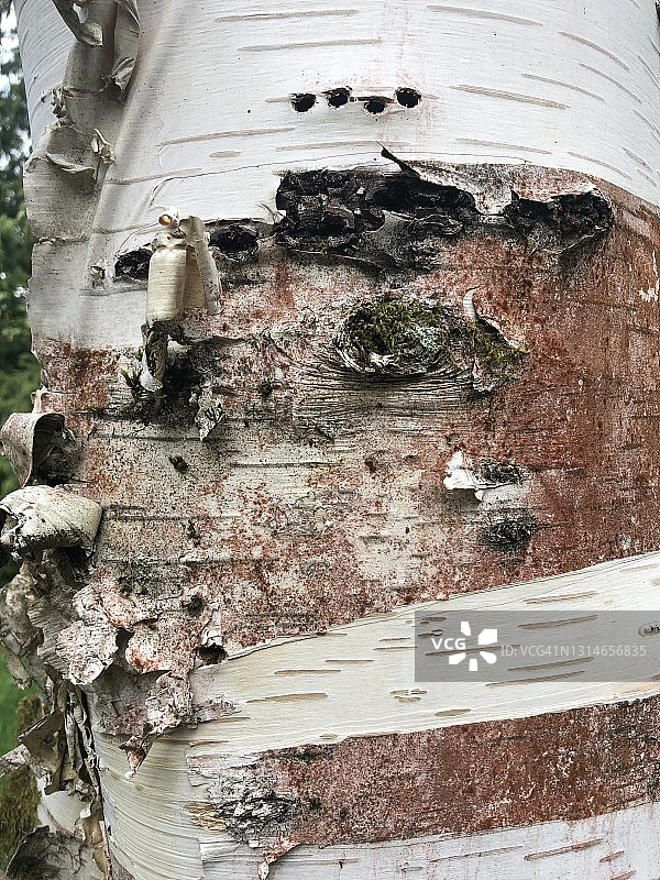 青铜桦树蛀虫甲对桦树的危害示例图片素材