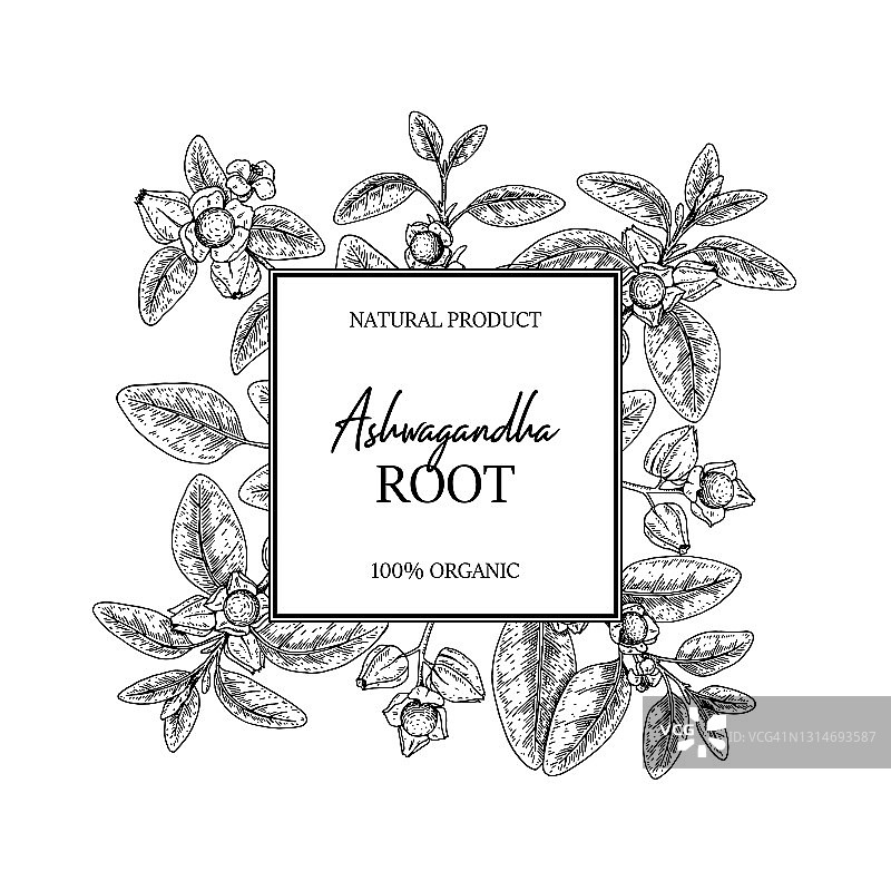 手绘南非醉茄设计，含树枝和浆果，白色背景，速写风格矢量插画图片素材