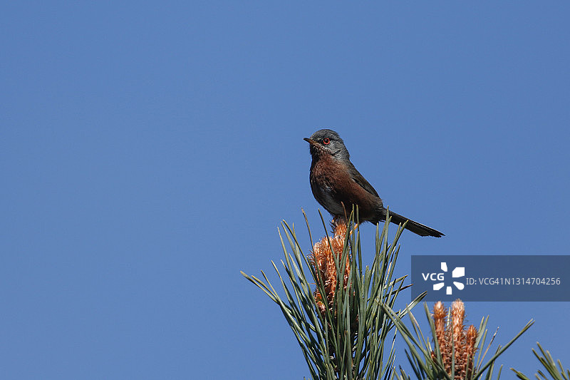 在春天，一只达特福德莺栖息在黑松树顶上图片素材