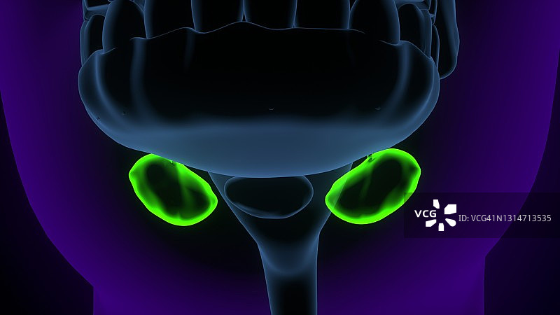 3D插画：人体甲状旁腺解剖结构图片素材