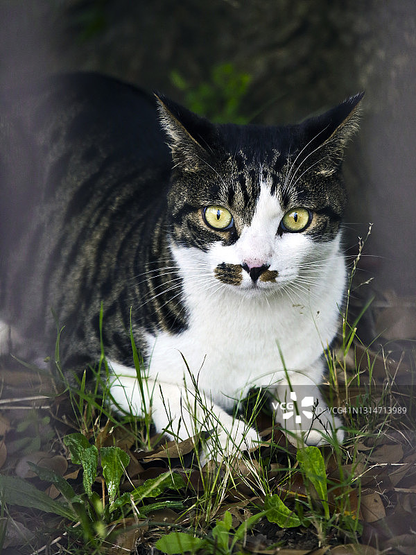 猫咪看着镜头图片素材