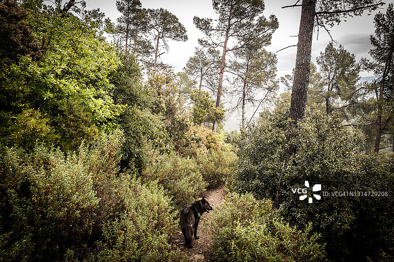 森林全景图片素材