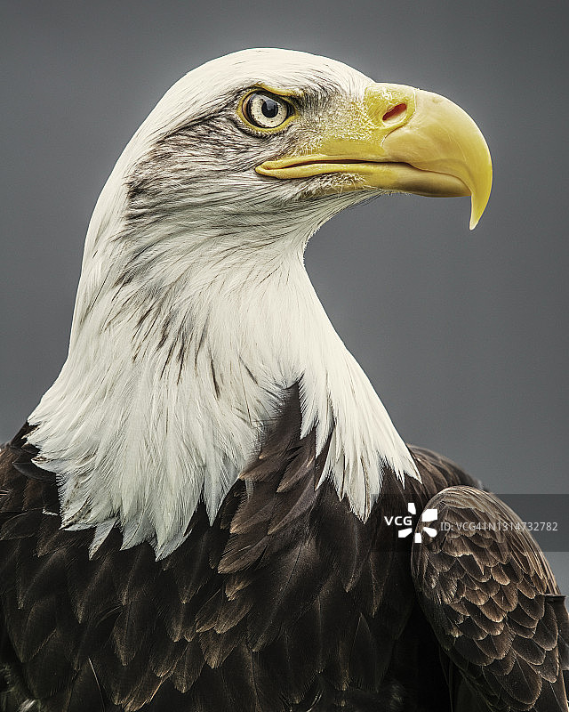 白头海雕图片素材