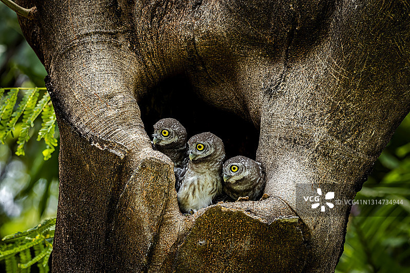 热带亚洲的小型猫头鹰斑点小鸮图片素材