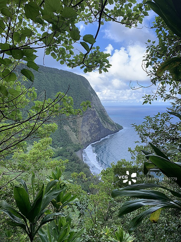 透过植被看陡峭的海岸悬崖图片素材