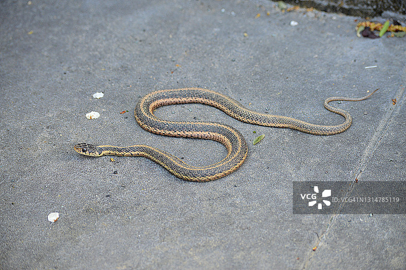 东方束带蛇图片素材