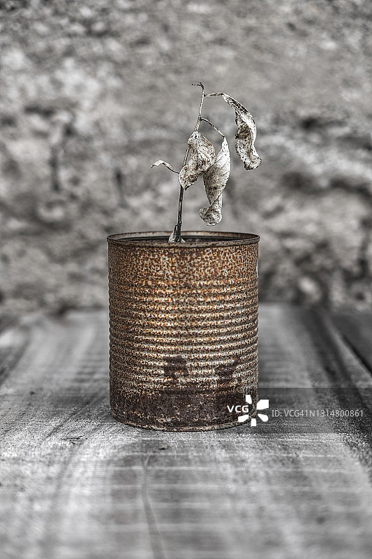 生锈金属盆中的干燥植物图片素材