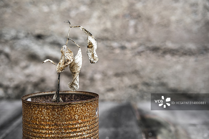 生锈金属盆中的干燥植物图片素材