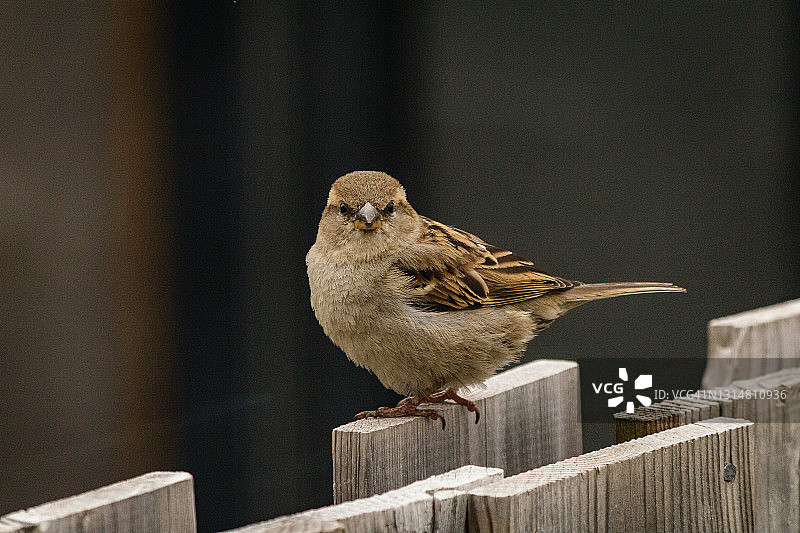 篱笆上的麻雀图片素材