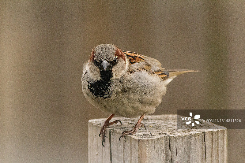 篱笆柱上的家麻雀图片素材