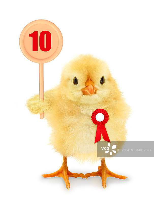 可爱的小鸡陪审团法官举着桌子评估标志十分有趣的摄影概念图片素材