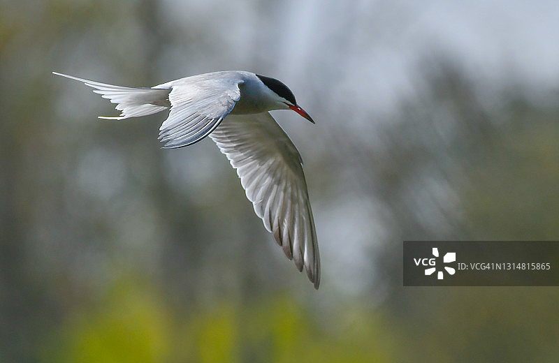 飞翔中的普通燕鸥图片素材