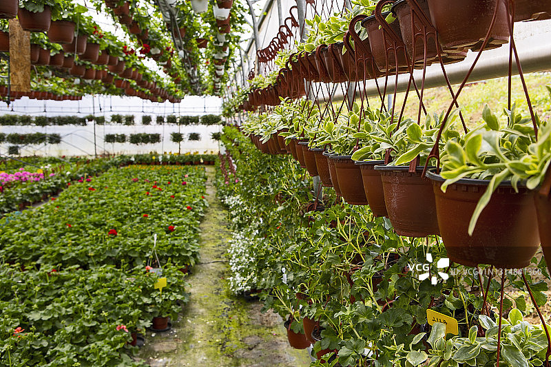 花卉农场的盆栽图片素材
