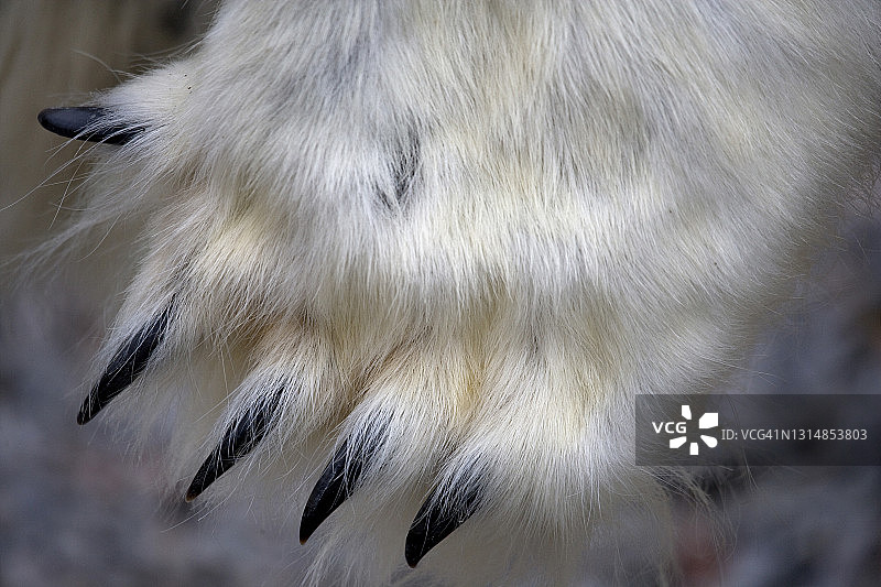 刚剥皮的北极熊皮特写镜头图片素材