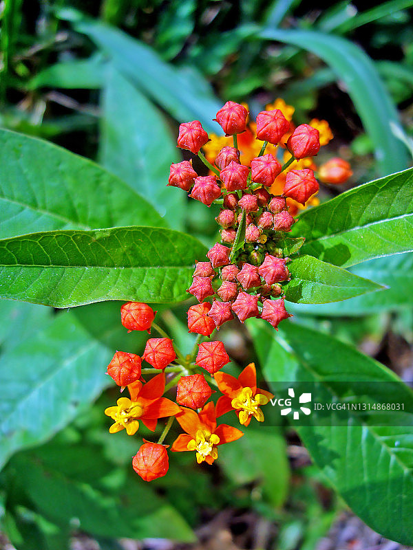 热带马利筋花图片素材