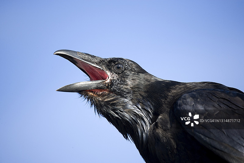 高北极地区渡鸦特写图片素材