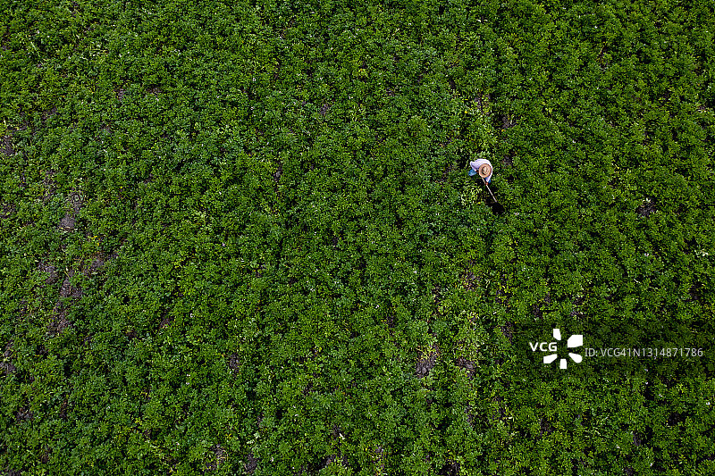 农民在田间种植土豆图片素材