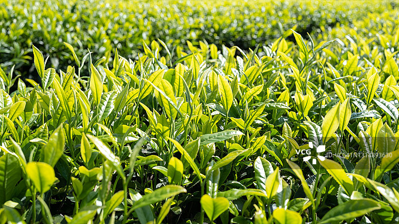 茶树花苞图片素材