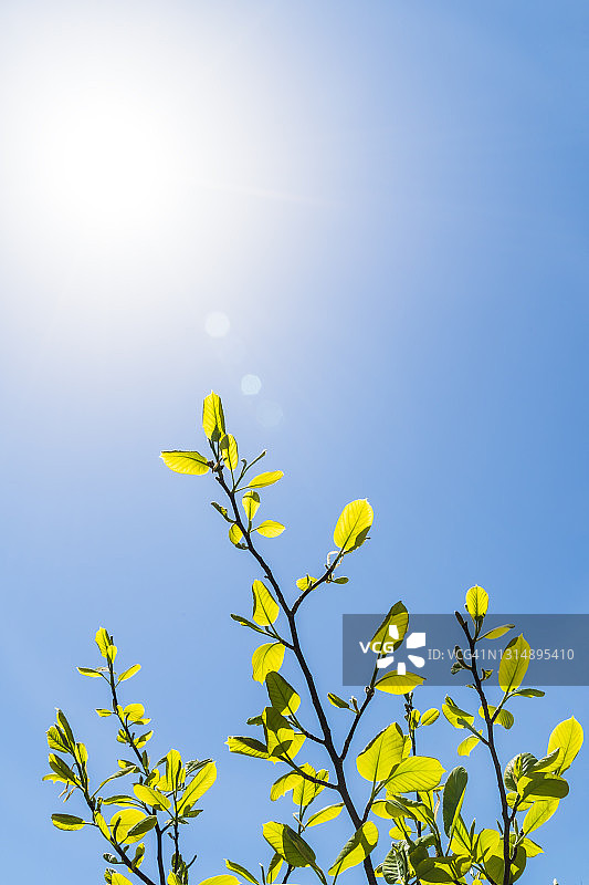 阳光明媚的日子里，仰视天空下的树叶图片素材