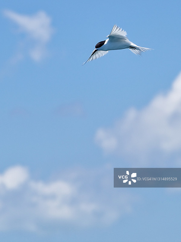 白额燕鸥图片素材